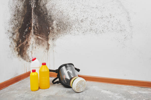 Office Mold Removal Services in Rice, MN