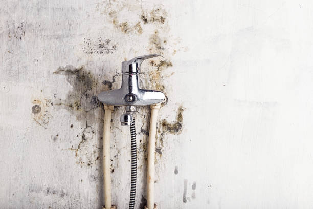 Mold Testing and Removal in Rice, MN