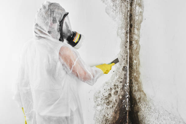 Best Office Mold Removal Services  in Rice, MN