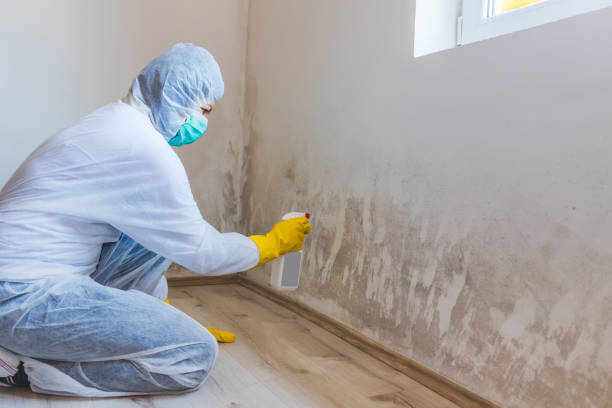 Best Attic Mold Removal  in Rice, MN