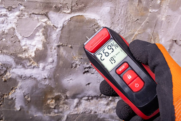 Best Certified Mold Removal  in Rice, MN