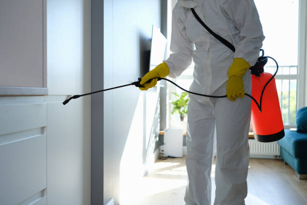Best Toxic Mold Removal  in Rice, MN