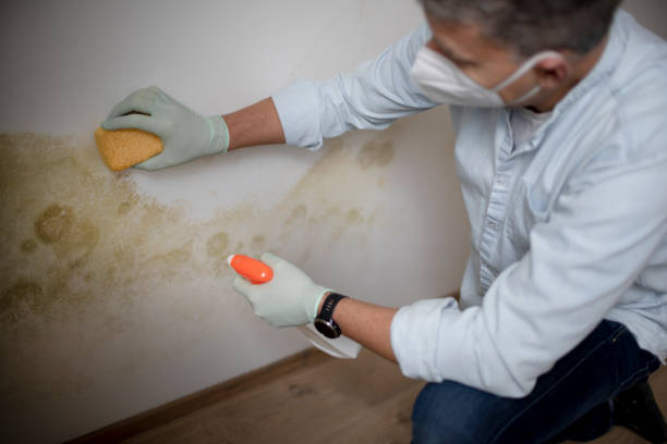 Best Mold Remediation  in Rice, MN