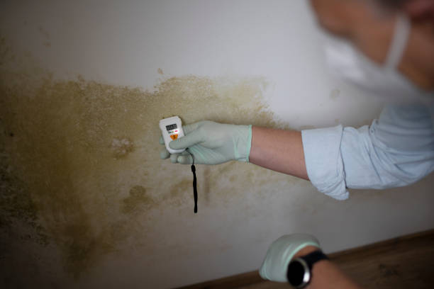 Best Professional Mold Removal  in Rice, MN