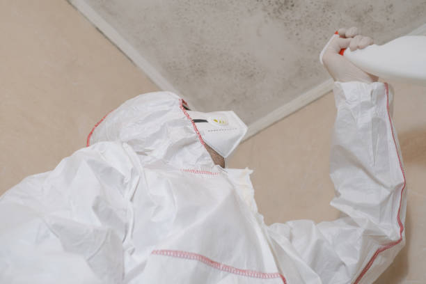 Best Local Mold Removal Service  in Rice, MN