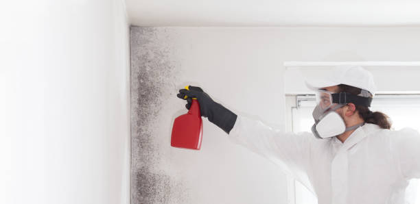 Best Mold Testing  in Rice, MN
