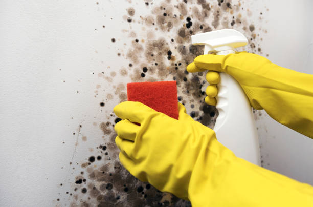 Best Mold Testing  in Rice, MN