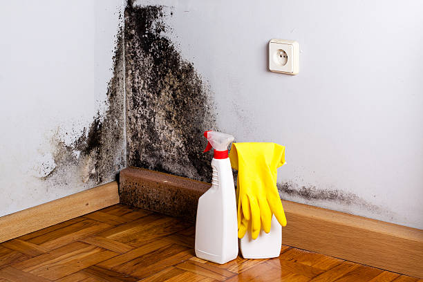 Best Mold Removal and Inspection  in Rice, MN