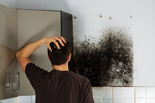 Best Commercial Mold Removal  in Rice, MN