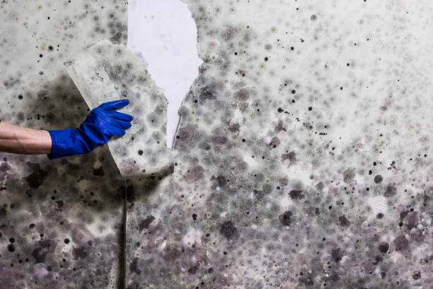 Rice, MN Mold Removal Company